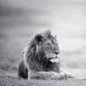 Meet your Posher, Ava